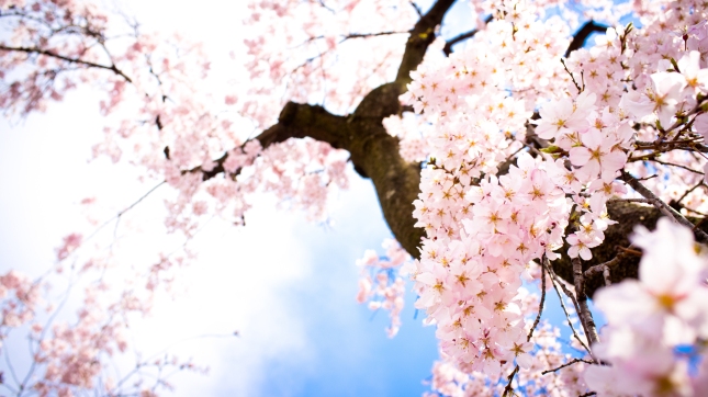 790952-download-sakura-flower-wallpaper